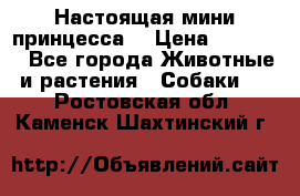 Настоящая мини принцесса  › Цена ­ 25 000 - Все города Животные и растения » Собаки   . Ростовская обл.,Каменск-Шахтинский г.
